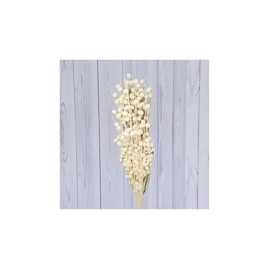 Paper Mulberry – per bunch